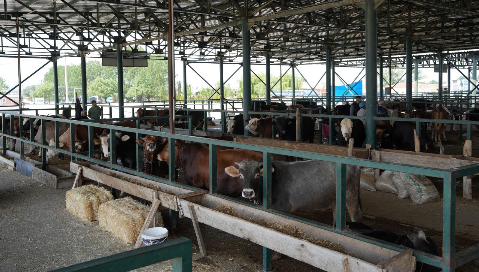 eskisehirde sap onlemi buyuksehir hayvan pazari kapatildi 1DnxJDbL