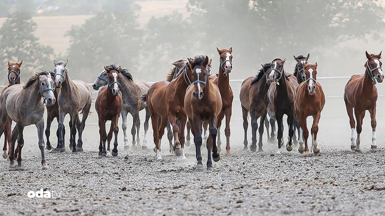 tigemden 15 safkan elit arap ati satisi BxuIkdHz