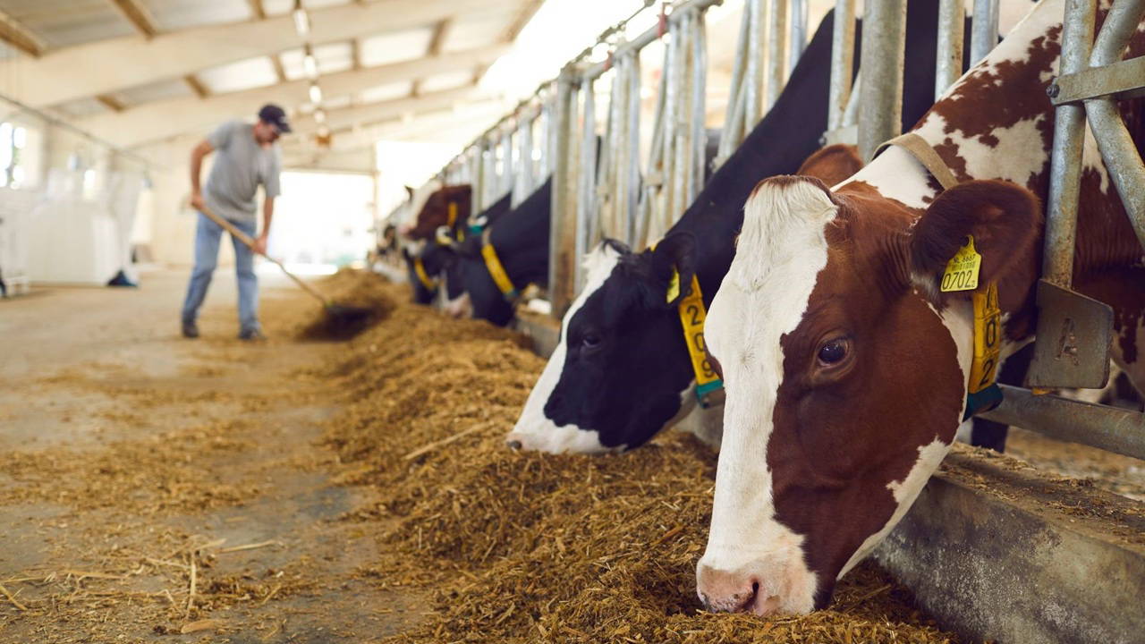 tuik yayimladi hayvancilikta dikkat ceken artis HbIUmYly