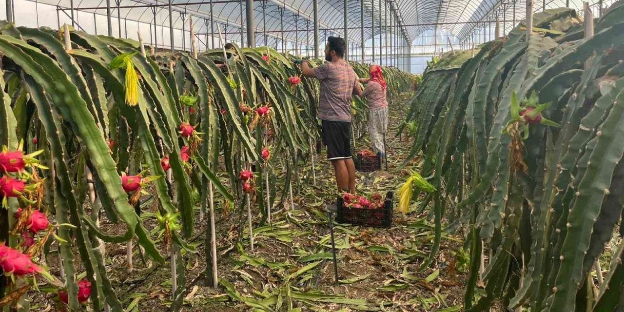 turkiyede uretimi basladi enfeksiyon kan sekeri ve yaslanmaya karsi birebir kilosu 150 tl 23Wm8qOh
