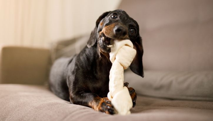 kopekler oyuncaklarina kumar benzeri bagimlilik gelistiriyor B6ZjSvL7