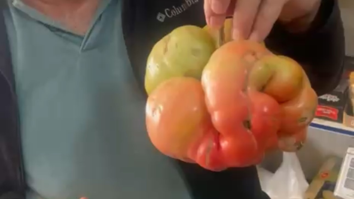 mardinde bu domatesi gorenler donup bir daha bakiyor tami tamina 1 kilo 400 gram bhaWZqHH.jpg