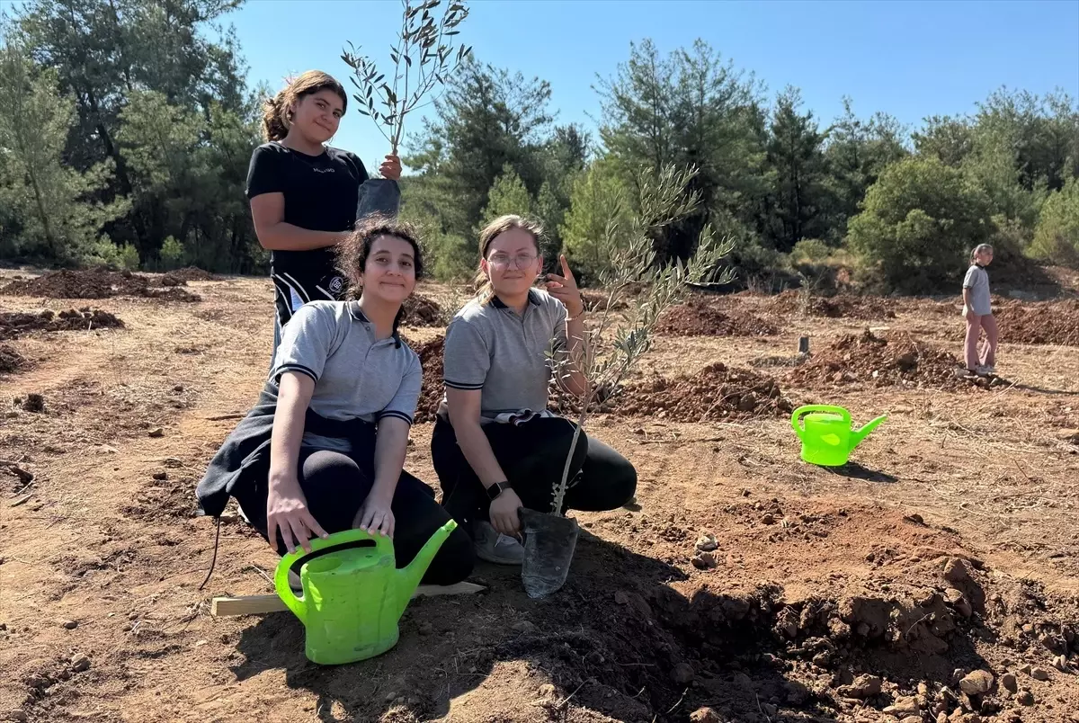 muglada 300 zeytin fidani toprakla bulustu 9OJFqJvM