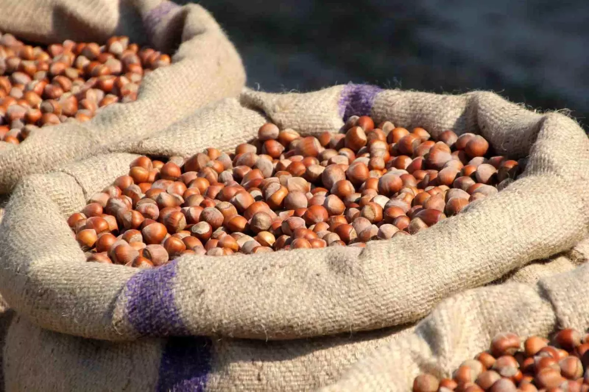 findik ureticisi manipulasyona direniyor 1dGNHqTi.jpg